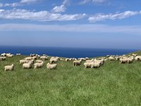 満天青空レストランで紹介された「南三陸わかめ羊」新たな挑戦！多産羊フィンシープの導入で、日本の羊農業に革命を！「さとうみ羊牧場ファンド」始動　～南三陸町から全国へ、持続可能な羊の未来を拓く～