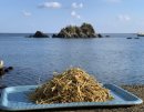 わかめ発酵飼料 わかめ発酵飼料