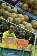 被害梨を運搬 被害梨を運搬