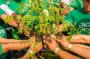 年間5万本の植樹