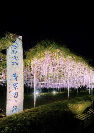 【『埼玉県天然記念物の大藤』３日間のライトアップイベントを開催（入園無料）】　４月24日（木）～4月26日（土）　公園墓地青葉園（さいたま市）
