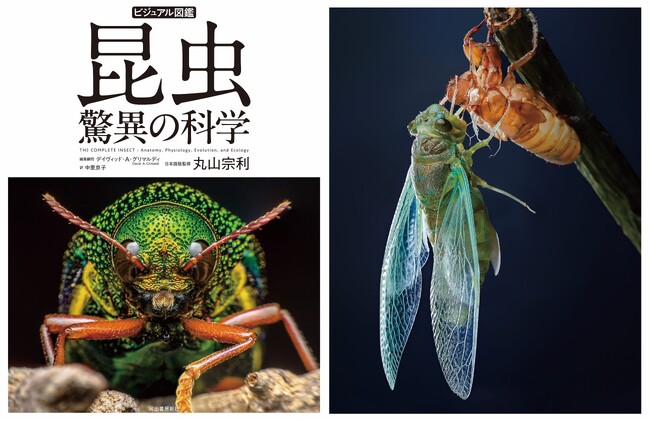 【まさに昆虫の教科書！】最新の科学的知見を交え徹底的に解説する『ビジュアル図鑑 昆虫 驚異の科学』、5月20日発売決定。