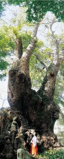 來宮神社 ご神木「大楠」 來宮神社 ご神木「大楠」