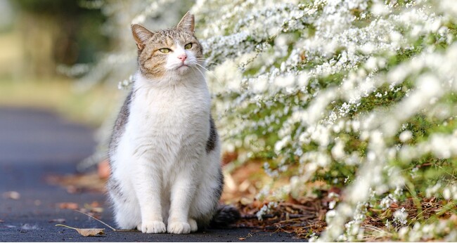 3町の町長が出席する決起会を開催。宮崎県山間部の猫を救うプロジェクト、成功に向けて思いを一つに！