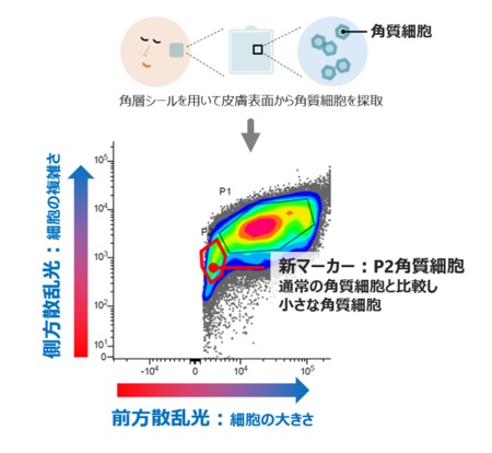 【ファンケル】角層と皮膚常在菌の新たな関連性を解明