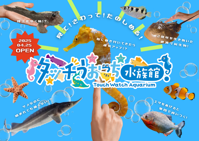 チョウザメやタツノオトシゴなど、全12種類の珍しい水中生物と触れ合える！ “見て・さわって・楽しめる”体験型水族館『タッチうおっち水族館』が横須賀・ソレイユの丘に4月25日(金)にオープン。
