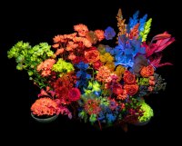 ＤＩＣ、暗闇で花が色彩豊かに輝く 生花発光システム「RADilys™」を新開発