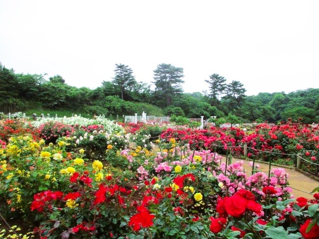 【無料】「秘密の花園」生田緑地ばら苑 春の一般開放を行います！