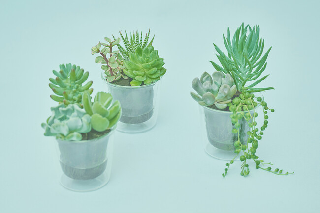 土を使わない多肉植物の新商品「Taniku Set」が、＆Greenから2025年4月18日（金）にリリース