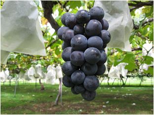 【長野県東御市】巨峰栽培の歴史を未来へつなぐ――サンファームとうみにて「巨峰苗木の植樹祭」開催！