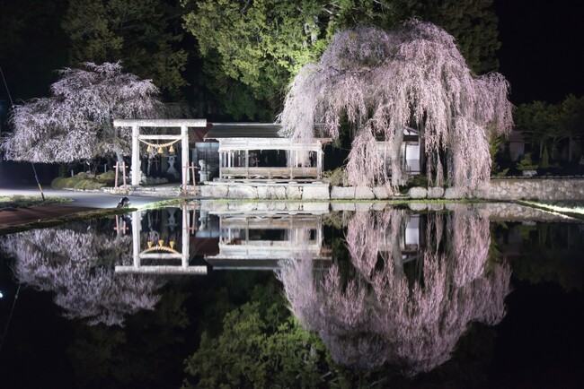 【飛騨高山・岐阜県高山市】枝垂れ桜ライトアップ始まる