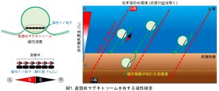 世界で初めて非直鎖状マグネトソームを有する新奇淡水性磁性球菌FCR-1株の分離・培養に成功