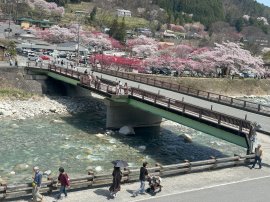 およそ5,000本の赤や白、ピンクの花桃が咲き乱れます およそ5,000本の赤や白、ピンクの花桃が咲き乱れます