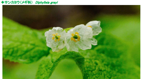 六甲高山植物園 雨に濡れると透ける花「サンカヨウ」が開花しました！
