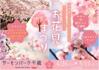 【北海道／サーモンパーク千歳】桜満開！花よりサーモン！サーモンパークでお花見まつり　4月26日(土)～5月11日(16日間)まで開催！