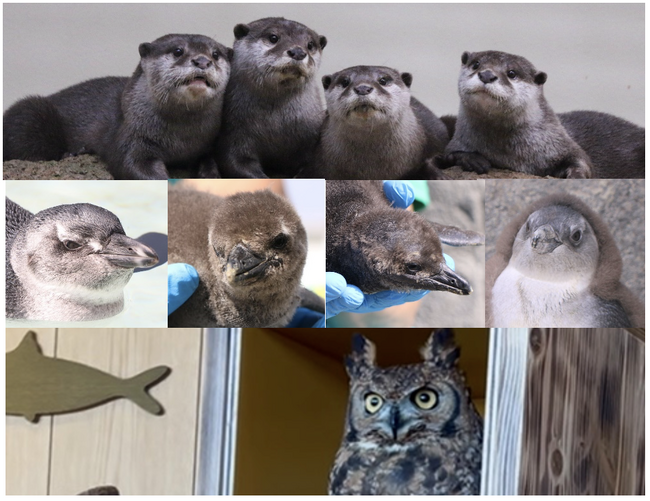 【仙台うみの杜水族館】開館10周年イヤーのGWを楽しもう!!さらに賑やかになったうみの杜 新たな仲間たちが登場！