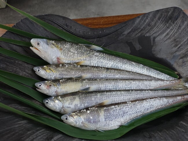 【福岡県久留米市】初夏の風物詩「エツ漁」５月１日解禁