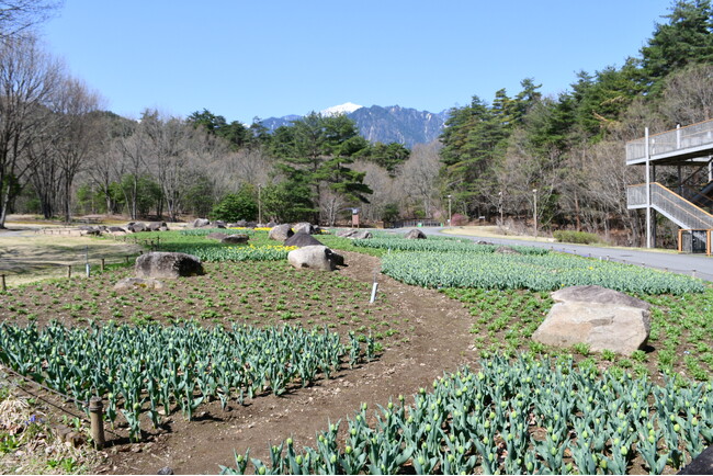 れき原の花畑に初登場「ネモフィラ」ぽつぽつ咲き始め|国営アルプスあづみの公園【大町・松川地区】