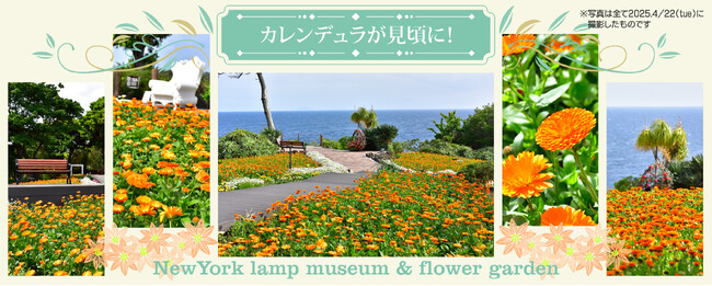 フラワーガーデンをひときわカラフルに彩る♪「カレンデュラ」が見頃に！