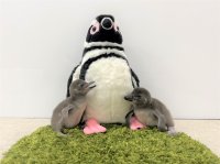 【すみだ水族館】2年ぶりにペンギンの赤ちゃんが仲間入り
マゼランペンギンの赤ちゃん「あられ」、「つづみ」誕生
