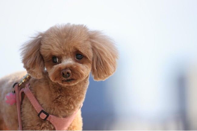 犬が震える原因を飼い主さんに調査!犬の震えから考えられる病気や対処法とは