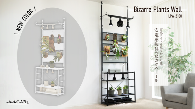 【ビカクシダを育てよう】DIYなしでビカクウォールを簡単構築。植物棚シリーズからお部屋に馴染む新色ホワイト登場