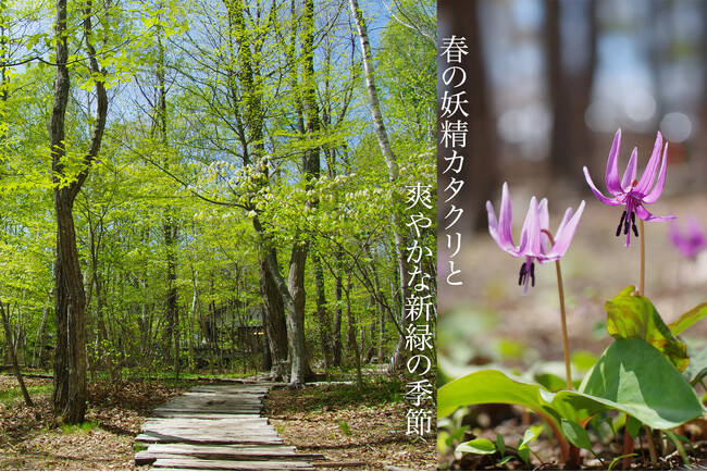 柳生博が創業した標高1360ｍのカフェ【山梨・八ヶ岳倶楽部】では、数週間しか咲かない春の花“カタクリ”が森の庭で見頃を迎え、GWからのシーズンインに向けて、山野草売り場もオープンしました！