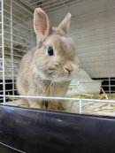保護うさぎさん 保護うさぎさん