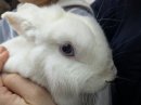 保護うさぎさん 保護うさぎさん