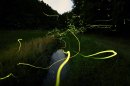 星蛍の幻想を切り撮る 星蛍の幻想を切り撮る