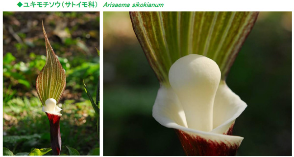 六甲高山植物園 ユニークな姿の人気者「ユキモチソウ」が見頃です！