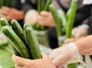 きゅうり詰め放題 きゅうり詰め放題