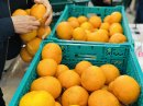 柑橘詰め放題 柑橘詰め放題