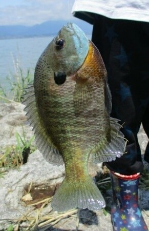 【JAF滋賀】琵琶湖の未来を守る!外来魚釣りイベントを開催します