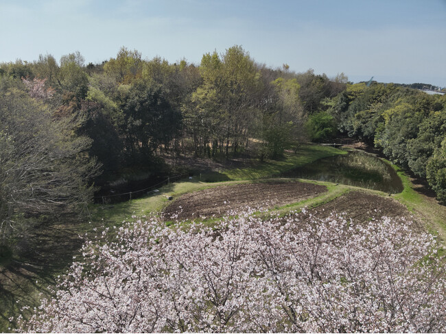 旭化成富士支社内の環境再生ゾーン「あさひ・いのちの森」が『SEGESそだてる緑』Superlative Stage認定を取得