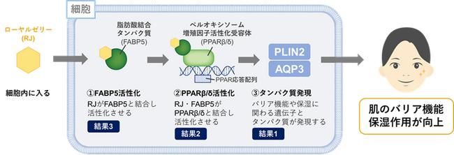 ローヤルゼリーの新しいメカニズム　肌本来のバリア機能や保湿力を高める