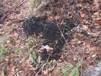 【麻布大学】ニホンカモシカのメスは オスへアピールするために糞の山をつくる？