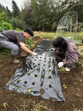 活動中に食べる野菜の植付 活動中に食べる野菜の植付