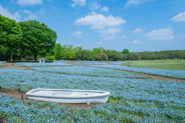 20万本のネモフィラが見頃を迎えています！（国営昭和記念公園）
