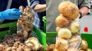 大好評「野菜・果物詰め放題」1 大好評「野菜・果物詰め放題」1