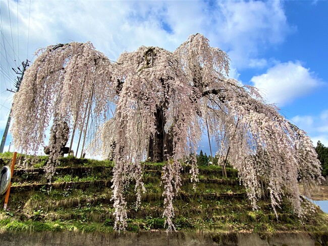 飯綱町の花と味覚を同時に楽しむ、「いいづなまち花めぐり・味覚めぐり2025」を開催中！