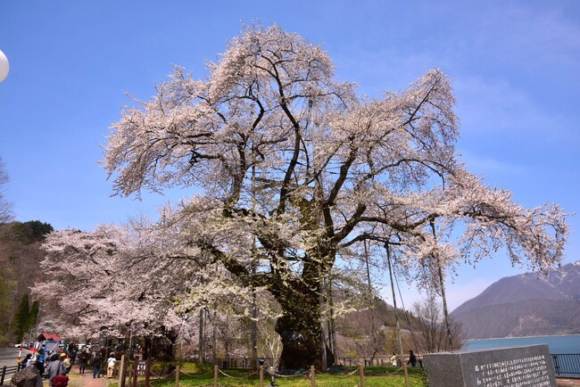【飛騨高山・岐阜県高山市】荘川桜のライトアップが始まります