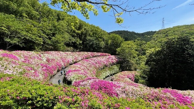 【関西屈指の“ピンクの絶景”ツツジロールが東大阪に出現!】