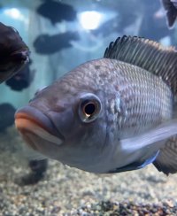 カンボジア養殖魚「ティラピア」を食べよう！「カンボジアフェスティバル2025」にてティラピアブリトーを提供