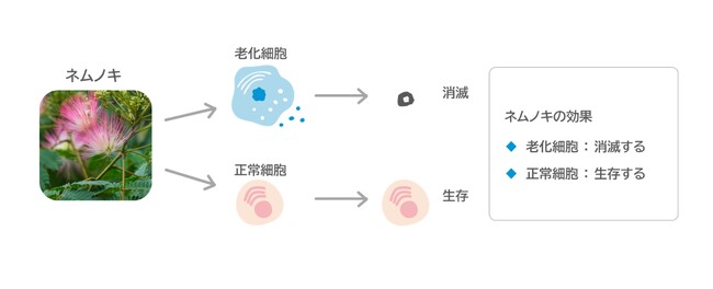 老化予防に関する研究を加速　ネムノキが老化細胞を取り除くことを実証し特許を取得
