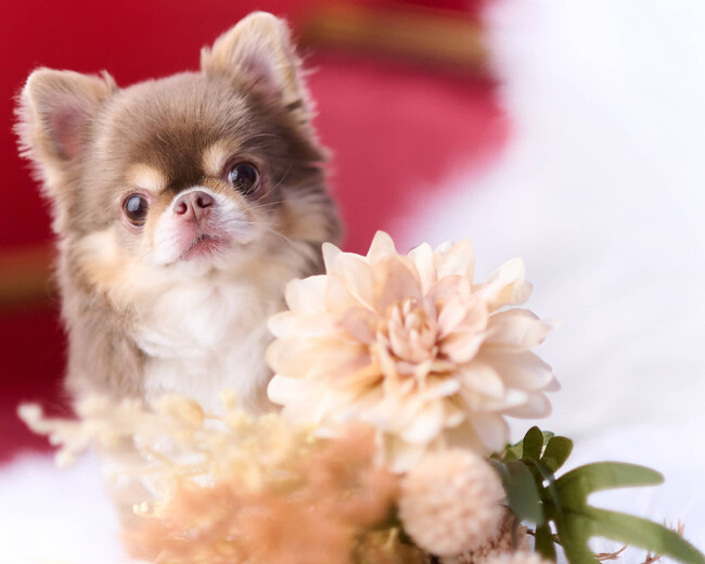 Instagramで3.2万人以上のフォロワーを持つ???? 超絶美少女犬???? のえるちゃんがPET MODEに来てくれました！【撮影レポート】