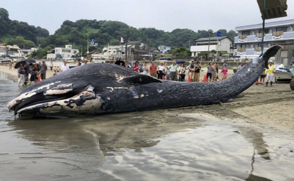 海洋プラスチックごみ削減のため近隣８市が連携し、清掃活動実施します