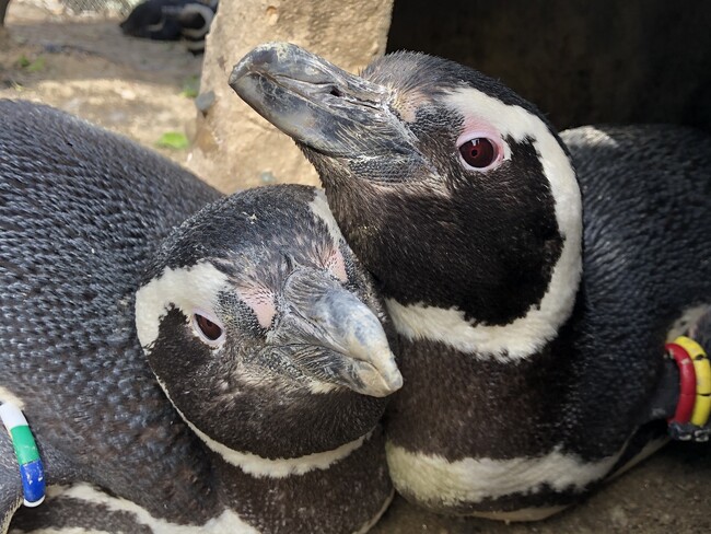【上越市立水族博物館 うみがたり】繁殖シーズンに、企画に、マゼフェスも　うみがたりペンギンシーズン到来【令和７年５月１０日（土）～６月８日（日）】