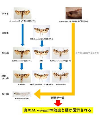 【大阪市立自然史博物館】シイタケの大敵 “シイタケオオヒロズコガ” の正体に迫る　― 幼虫・蛹の形態を改めて正確に図示 ―