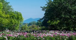 芍薬が彩る春の庭「つくば牡丹園」、いよいよクライマックスへ　水面に浮かぶ「芍薬の花筏(はないかだ)」今年も登場